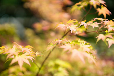 Close-up of plant