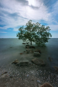 Tree on rocks by sea against sky