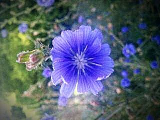 Close-up of purple flower