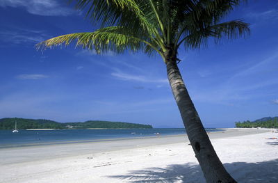 Coconut palm tree at beach against sky