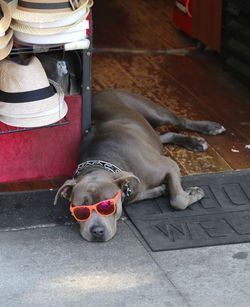 Close-up of a sleeping dog with sunglasses