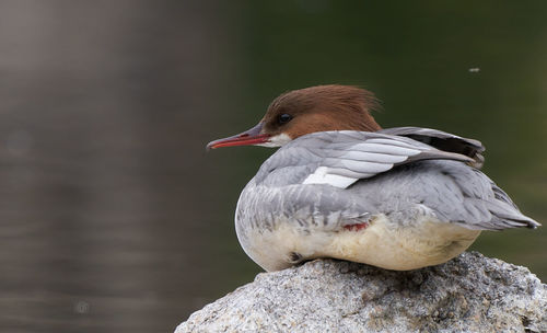 bird