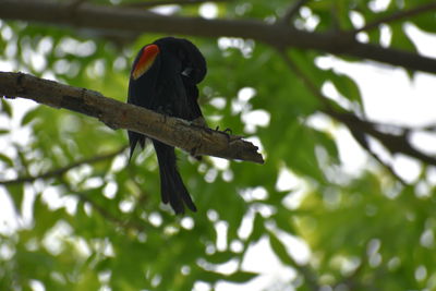 Bird perching on a tree