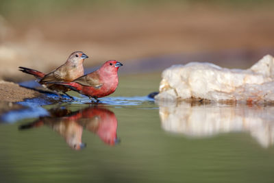 Close-up of bird in lake