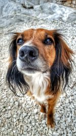 Close-up portrait of dog