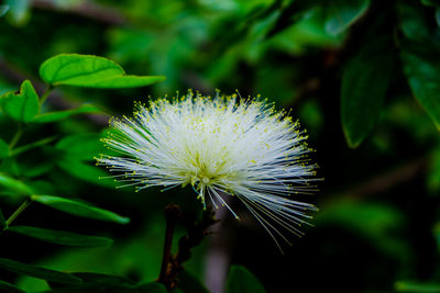 Close-up of flower blooming outdoors