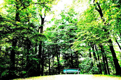 Trees growing in forest