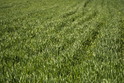 Full frame shot of agricultural field