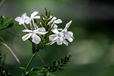 Close-up of white flowers