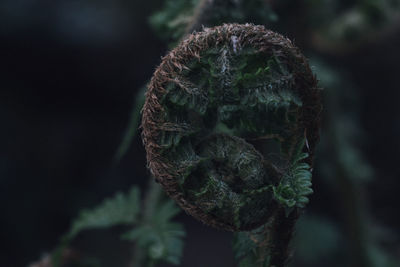 Close-up of plant