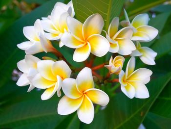 Close-up of flowers