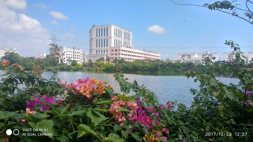 Flowers blooming in city against sky