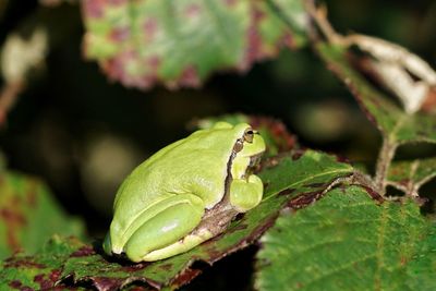 Close-up of green frog on leaves