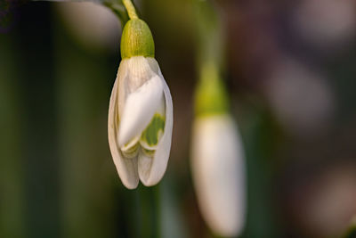 Close-up of white flower hanging on plant