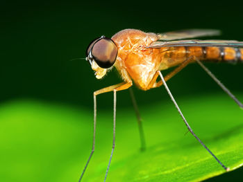 Close-up of fly on leaf