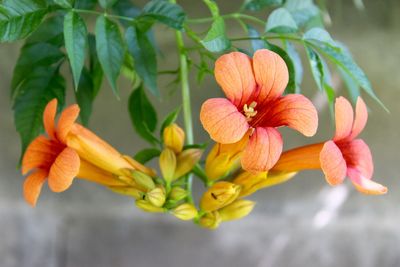 Close-up of day lily blooming outdoors