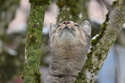 Close-up of squirrel on tree