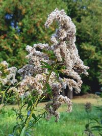 Close-up of flowers on tree