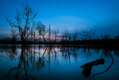 Reflection of trees in calm lake