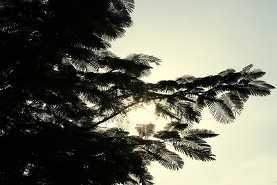 Low angle view of silhouette tree against clear sky
