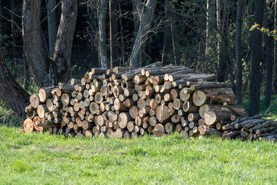 Stack of logs on field in forest