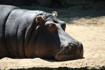 Close-up of a hippo