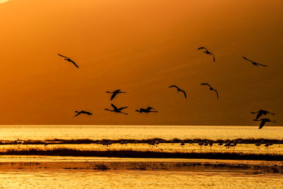 Silhouette birds flying over sea at sunset