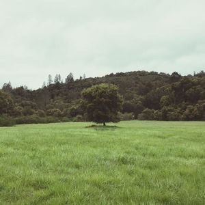 Trees on grassy field