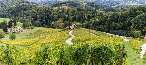 Panoramic view of vineyard against trees