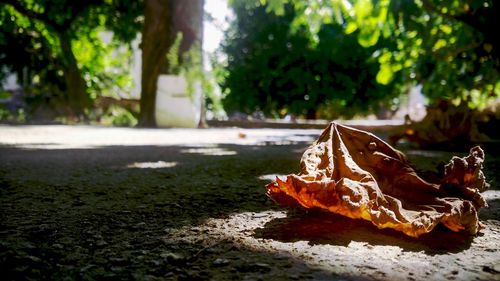 Close-up of autumn leaf on tree