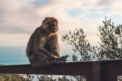 Monkey looking away while sitting on railing against sky
