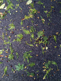 High angle view of leaves on field