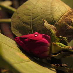 Close-up of grasshopper on red leaf