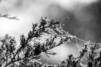 Close-up of wilted plant during winter