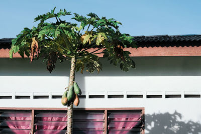 A single papaya tree against a house 