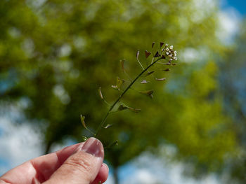 Cropped and holding plant