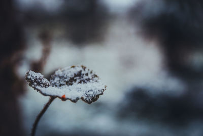 Close-up of snow on road