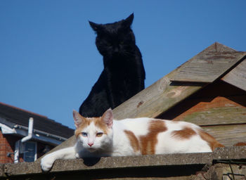 Cats relaxing on roof against clear blue sky