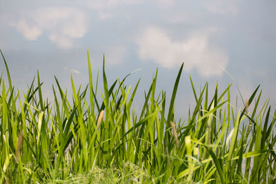 Close-up of fresh green grass on field against sky