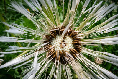 Close-up of dandelion on field