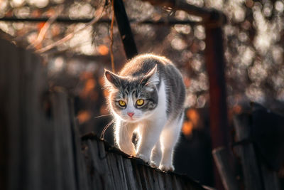 Portrait of cat sitting outdoors