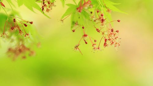 Close-up of leaves on twig