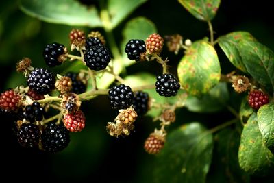 Close-up of red berries on tree