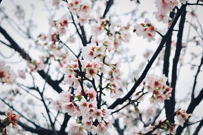 Low angle view of cherry blossoms in spring