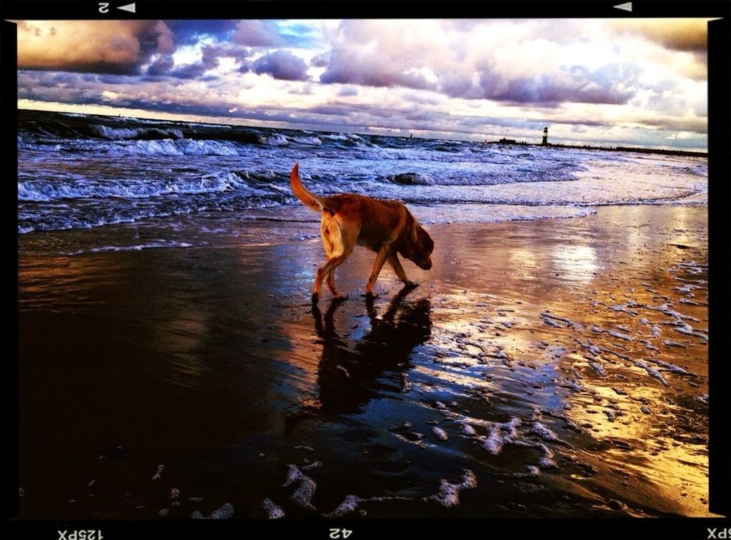 transfer print, water, animal themes, auto post production filter, one animal, sky, dog, domestic animals, mammal, cloud - sky, lake, pets, nature, waterfront, cloudy, reflection, wildlife, full length, animals in the wild, beauty in nature