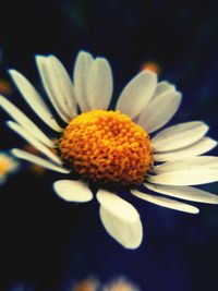 Close-up of white daisy flowers