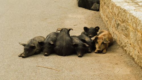 High angle view of sheep