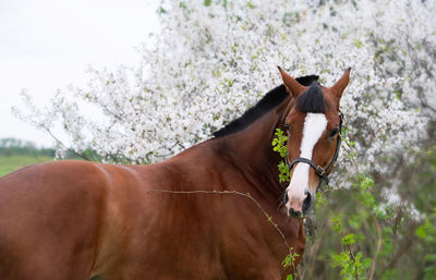 Horse standing on field