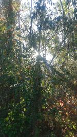 Low angle view of trees