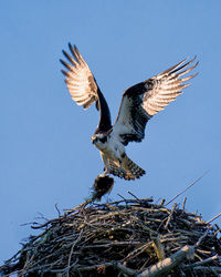 Low angle view of bird flying against clear blue sky